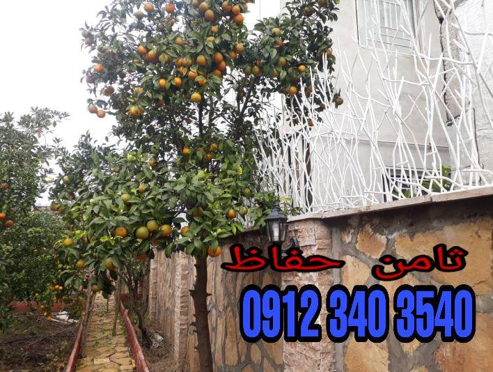خرید اینترنتی حفاظ شاخ گوزنی