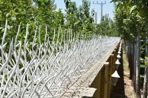قیمت حفاظ شاخ گوزنی در رشت